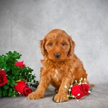 GOLDEN DOODLE PUPPIES AVAILABLE FOR ADOPTION