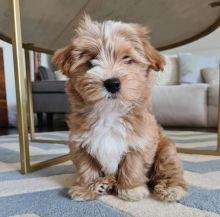 Havanese Puppies Male and Female For Adoption