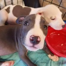 Home Trained Blue Nose Pitbull Puppies 💕Delivery possible🌎