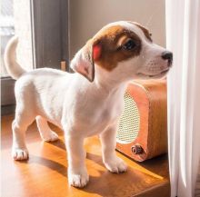 Jack Russel Puppies Male and Female For Adoption