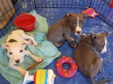 Lovely Cute Blue Nose Pitbull Puppies For Adoption