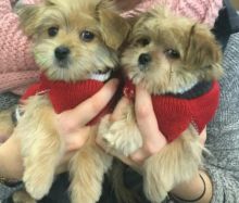 Lovely Morkie Puppies For Adoption