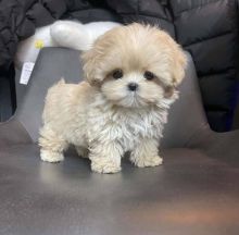 Maltipoo puppies male and female for adoption
