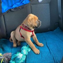 Neapolitan Mastiff Mahogany Puppies