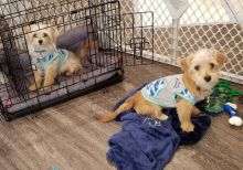 Registered Ckc Male Female Morkie Puppies
