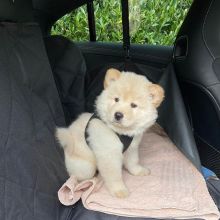 Super Adorable Ckc Chow Chow Puppies