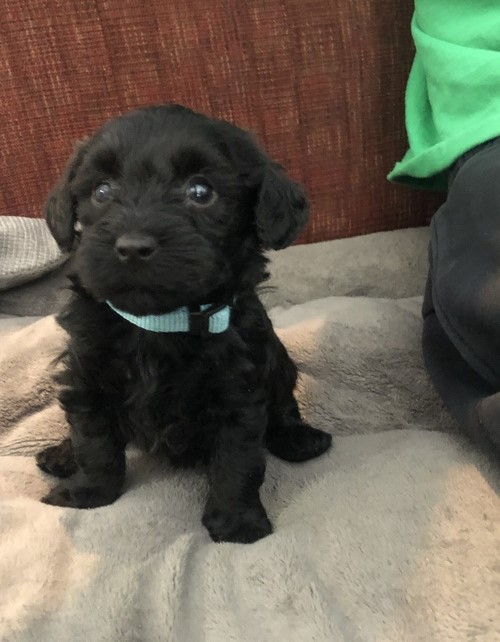 Adorable Labradoodle Puppies For Adoption Image eClassifieds4u