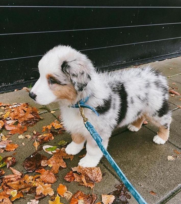 Australian Shepherd Male and Female Puppies For Adoption Image eClassifieds4u