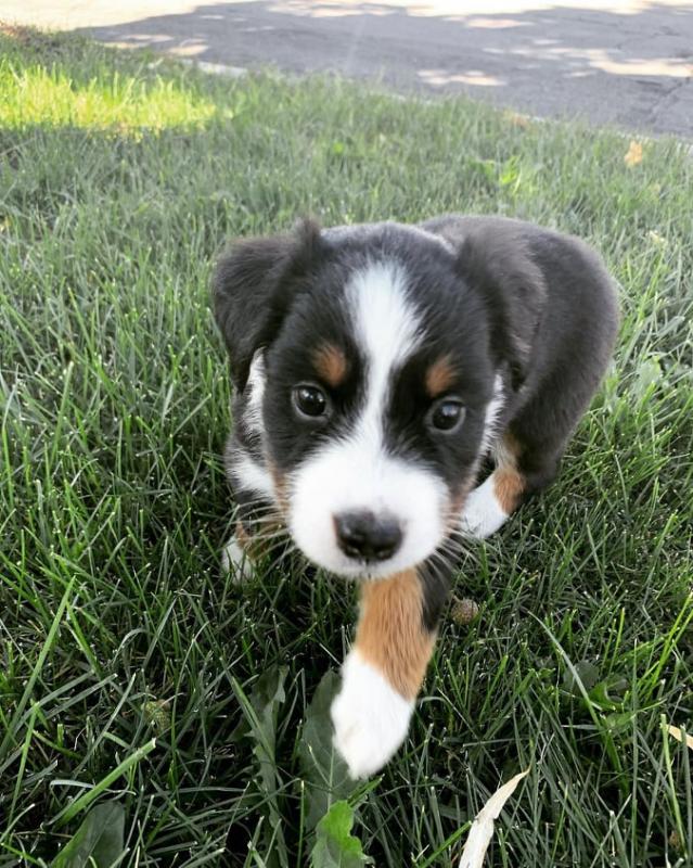 Australian Shepherd puppies ready now Image eClassifieds4u