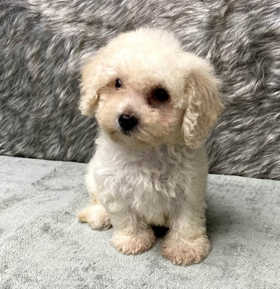 Charistmatic CKC Reg Maltipoo Puppies For Adoption Image eClassifieds4u