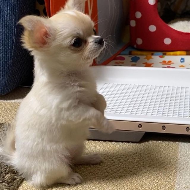 CHIHUAHUA PUPPIES READY FOR THEIR NEW HOME Image eClassifieds4u