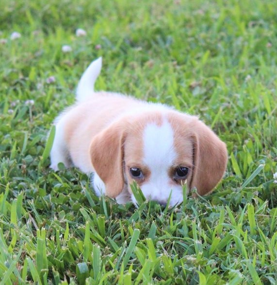 C.K.C MALE AND FEMALE BEAGLE PUPPIES AVAILABLE Image eClassifieds4u