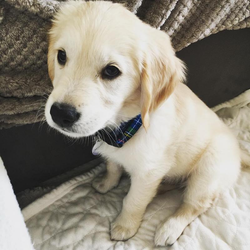 cute male and female golden retriever puppies for adoption Image eClassifieds4u
