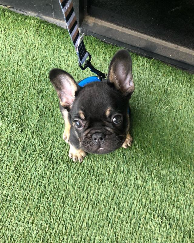 French Bulldog Puppies Ready For Their New Home Image eClassifieds4u