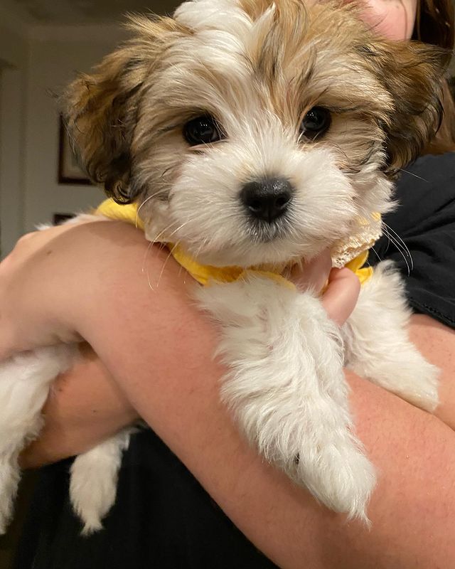HAVANESE PUPPIES AVAILABLE FOR FREE ADOPTION Image eClassifieds4u