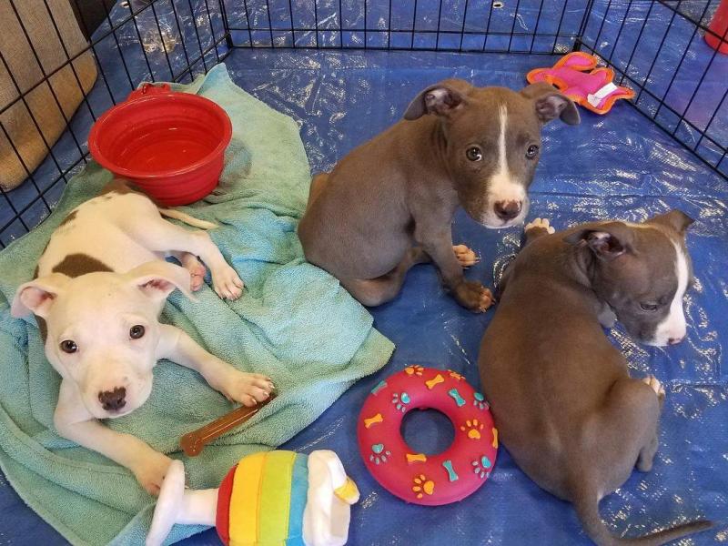 Home Trained Blue Nose Pitbull Puppies 💕Delivery possible🌎 Image eClassifieds4u