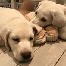 Awesome Labrador Retriever puppies for Adoption 💕Delivery possible🌎 Image eClassifieds4U