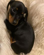 C.K.C MALE AND FEMALE DACHSHUND PUPPIES AVAILABLE Image eClassifieds4U