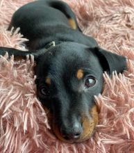 Dachshund Puppies For Adoption Image eClassifieds4U