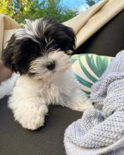 Precious Havanese puppies for great prices Image eClassifieds4U