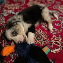 AUSTRALIAN SHEPHERD PUPPIES AVAILABLE FOR FREE ADOPTION Image eClassifieds4u 1