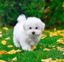 Bichon Frise Puppies For Adoption Image eClassifieds4u 1