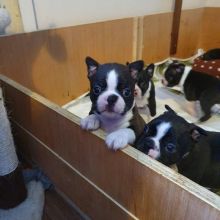 Boston Terrie Puppies For Adoption Image eClassifieds4u 1