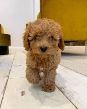 CAVAPOO PUPPIES AVAILABLE FOR FREE ADOPTION Image eClassifieds4u 1