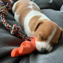 Energetic Jack Russell Puppies for Adoption 💕Delivery Possible🌎 Image eClassifieds4U