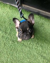 French Bulldog Puppies Ready For Their New Home Image eClassifieds4U