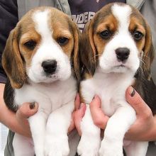 Gorgeous Beagle puppies for re homing Image eClassifieds4U