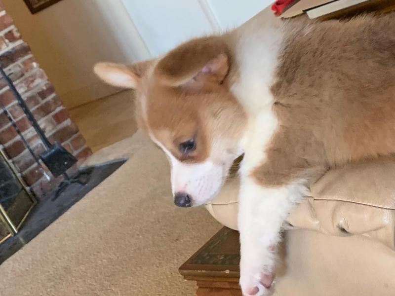 AFFECTIONATE C.K.C PEMBROKE WELSH CORGI PUPPIES Image eClassifieds4u