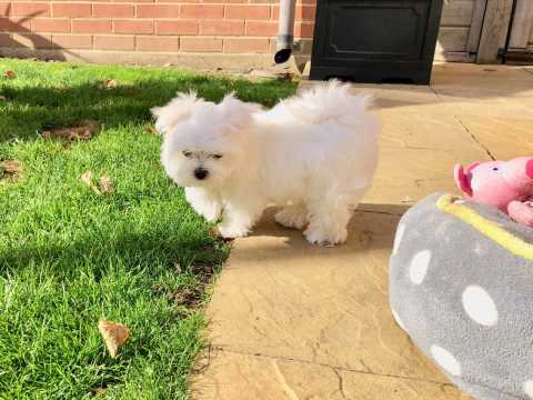 ???? Charming ? Ckc ?? Male ?? Female ::?:: Maltese Puppies ???? Image eClassifieds4u