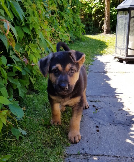 German Shepherd puppies for free Image eClassifieds4u