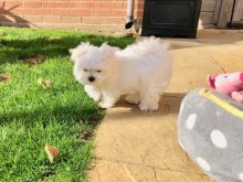 ???? Charming ? Ckc ?? Male ?? Female ::?:: Maltese Puppies ????