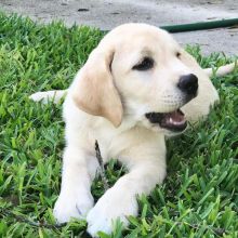 2 healthy, home trained Labrador Retriever pups for adoption.