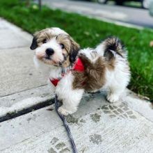 absolutely beautiful Havanese puppies.