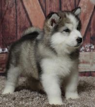 Alaskan malamute Puppies Male and female For Adoption