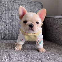Attractive male and female French bulldog puppies