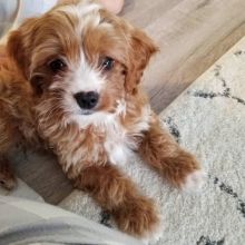 Beautiful Cavapoo Puppies! READY NOW!