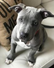 Blue Nose American Pit Bull Terrier Pups available