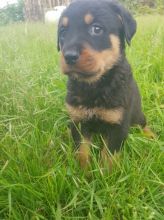Charming Rottweiler puppies Available