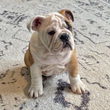 Ckc English Bulldog Puppies For Re-Homing