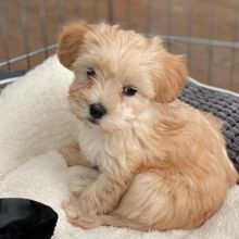 CKC Healthy Male and Female Maltipoo puppies ready for Adoption