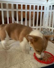 C.K.C MALE AND FEMALE PEMBROKE WELSH CORGI PUPPIES AVAILABLE