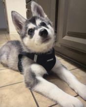 C.K.C MALE AND FEMALE SIBERIAN HUSKY PUPPIES AVAILABLE