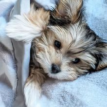 CKC Reg'd Morkie Puppies- 2 LEFT