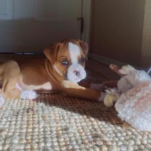 Cute Boxer puppies available,