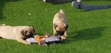 Fantastic Ckc Pug Puppies for Adoption