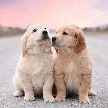Golden Retriever Puppies For Adoption